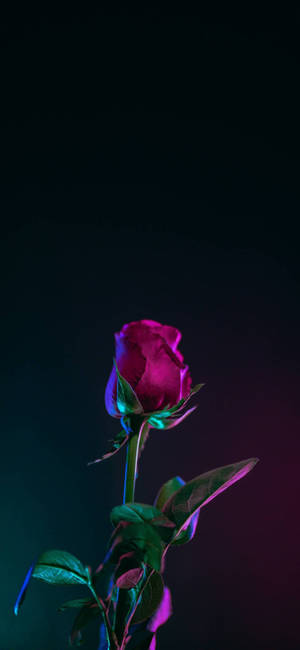 Note 10 Plus обои с красной розой — iPhone 14 Pro Max Обои