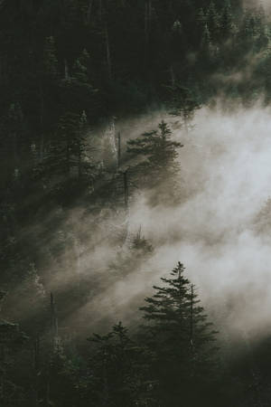 Pine Trees In Smoky Mountains — Huawei MatePad Air (2025) Обои
