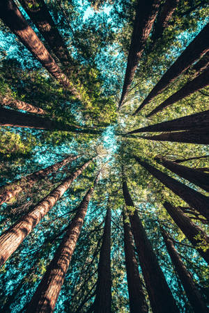 Redmi 4k Summer Forest — Redmi Обои
