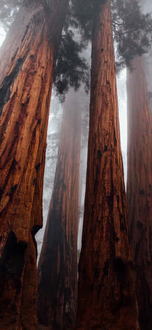 Trees Iphone — Redmi Note Обои