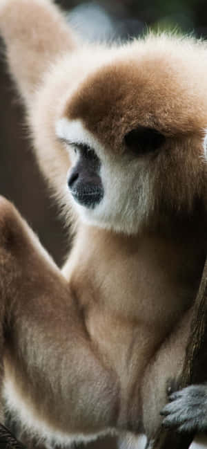 Фон iPhone Xs Max Gibbon — iPhone 14 Plus Обои