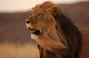 Обои с величественной гривой льва