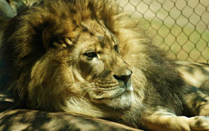 Большой хищник лев, пойманный в сетку, лежит на земле, солнце светит ему на лицо и тело.