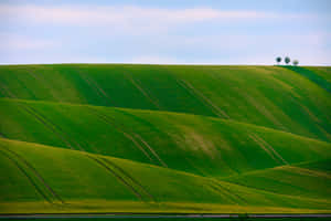 Фон зеленая природа — MacBook Pro M3 Обои