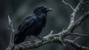 Готическая чёрная ворона на голой ветке, тёмная и детализированная. — Черная эстетика гиф Обои