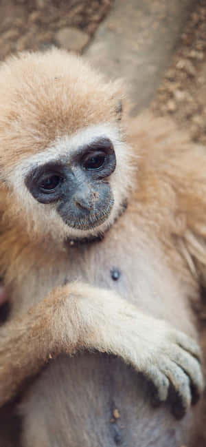 Iphone Xs Max Gibbon Background — Redmi Note 13 Pro Обои