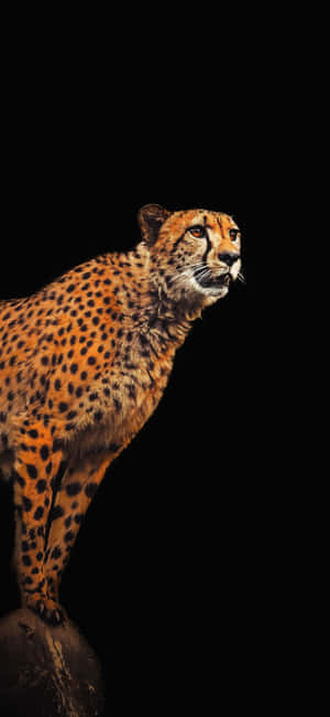 Cheetah Iphone — Huawei nova 15 Обои