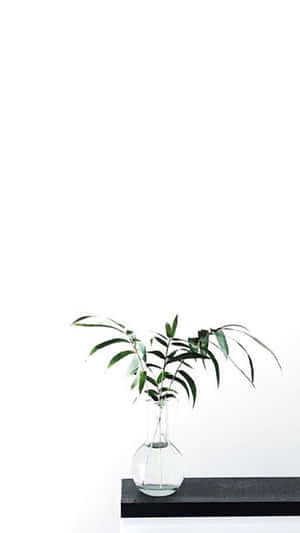 Изображения Aesthetic White — Эстетичный белый Обои