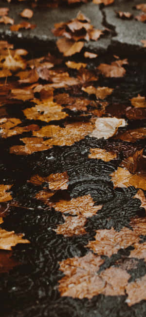 фон Fall Iphone — Huawei Mate X Обои