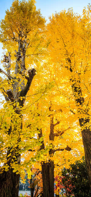 Best Fall Заставка — Galaxy S25 Обои