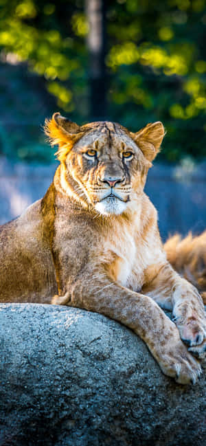 Animals Iphone — Redmi Note 15 Обои