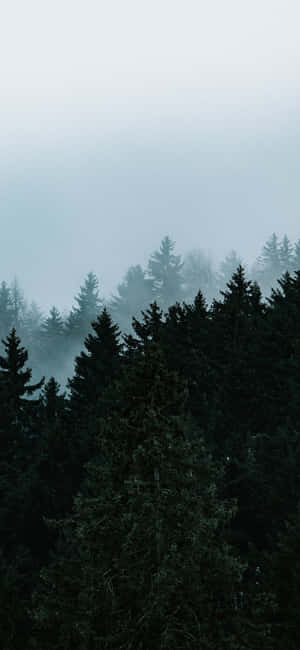 Trees Iphone — Pixel 7a Обои