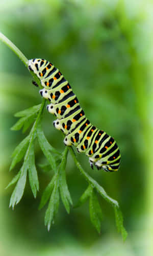 Зеленые гусеницы-насекомые — Tecno Megapad Pro Обои