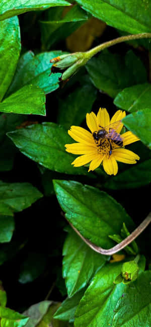 Bee Iphone — iPhone 12 Pro Обои