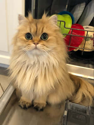 фото персидского кота — Кот Обои
