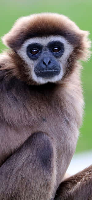 Iphone Xs Max Gibbon Background — iPhone 11 Pro Max Обои
