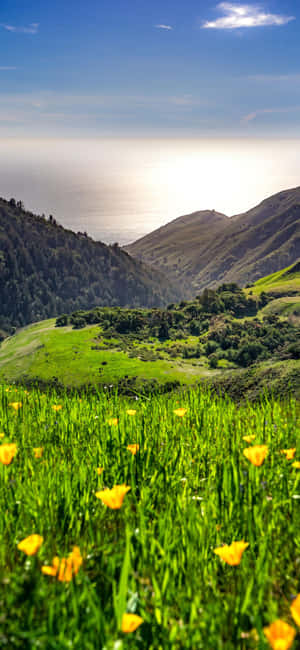 Фон Iphone Xs California — POCO M8 Обои
