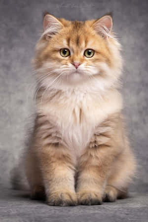 Красивые изображения котов — Милый кот Обои