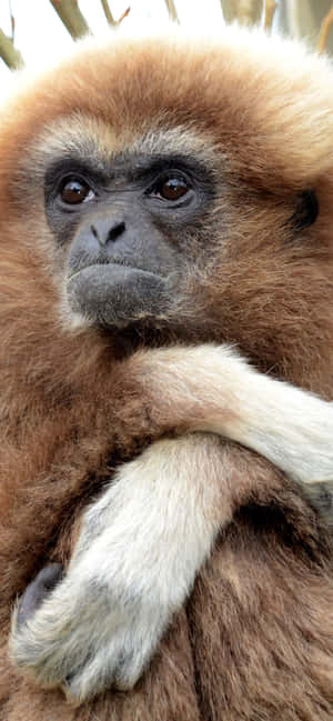 Iphone Xs Max Gibbon Background — iPhone 11 Обои
