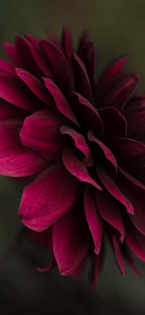 Burgundy Flower — Redmi Note 17 Обои