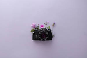 Лавандовая эстетика и камера Nikon