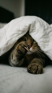 Кошачья лапа выглядывает из-под одеяла. — Кот Обои