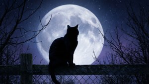 Силуэт черной кошки на фоне полной луны. — Кот Обои