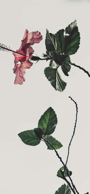 Pink And White Aesthetic — iPhone 13 Pro Обои