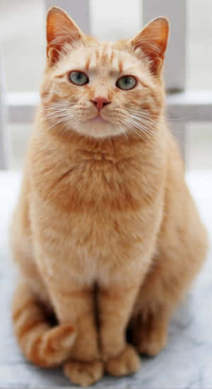 фото рыжего кота — Милый кот Обои