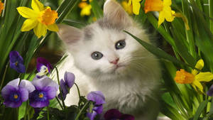 Милый весенний белый кот