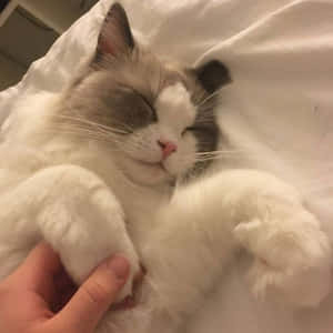 Эстетичные фото кота — Эстетичный кот Обои