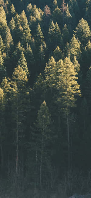 Trees Iphone — Redmi Note 17 Обои