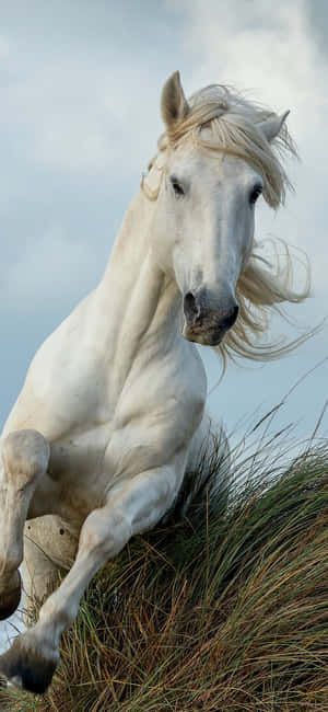Beautiful Horse iPhone — Xiaomi 18 Pro Обои