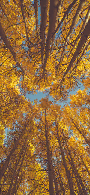 Trees Iphone — Redmi Note 15 Special Обои