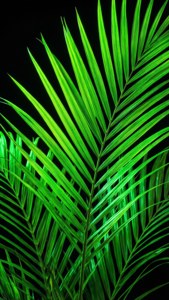 Неоново-зеленые пальмовые листья, подсвеченные на черном фоне. — iPhone 5 Обои