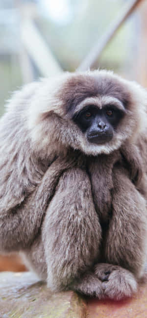 Iphone Xs Max Gibbon Background — Honor 500 Smart Обои