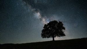 Минималистичный ночной пейзаж с деревом и звездным небом, идеально подходит для спокойных обоев.