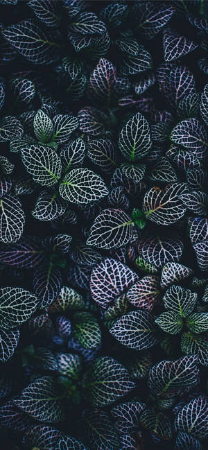 Plants Iphone — Галактика A18 Обои