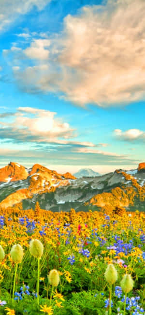 Pixel 3 Spring Background — POCO C81 Обои