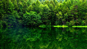 Обои с отражением зеленого леса — Лесной вид Обои