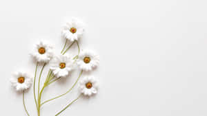 Изображения Aesthetic White — Эстетичный белый Обои