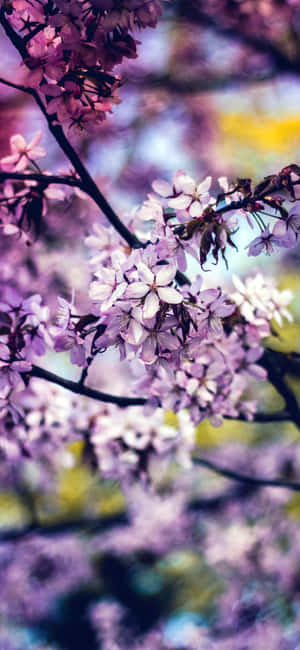 Rainbow Flower iPhone — iPhone 12 Обои
