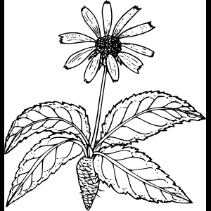 Полевой цветок_ Эскиз_ Иллюстрация.png