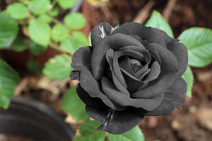 Обои с настоящей черной свежей розой.