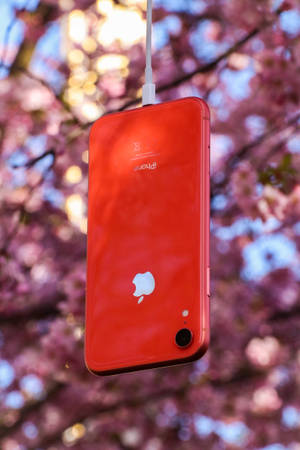 Природа iPhone Красный — Природа айфон Обои