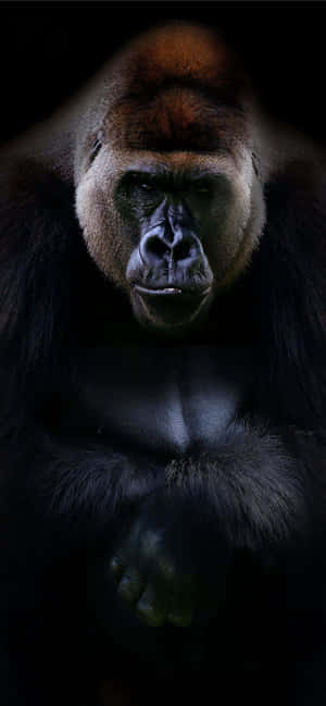 Best Gorilla фон — Vivo T Обои
