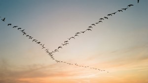 Стая птиц, летящая клином на фоне закатного неба. — Вид на небо Обои
