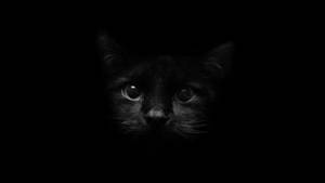 Милый маленький черный котенок обои для рабочего стола.