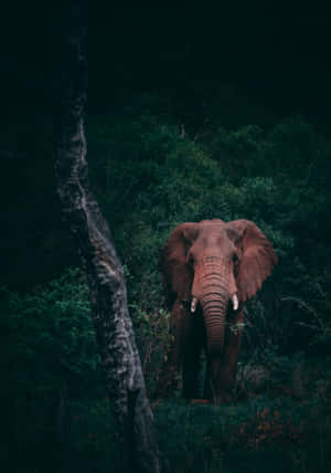 Ноутбук Elephant — OnePlus Pad 3 Pro Обои