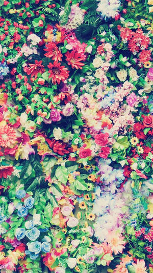Разноцветные цветы для iPhone